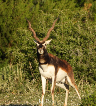 Big Time Texas Ranch Hunts